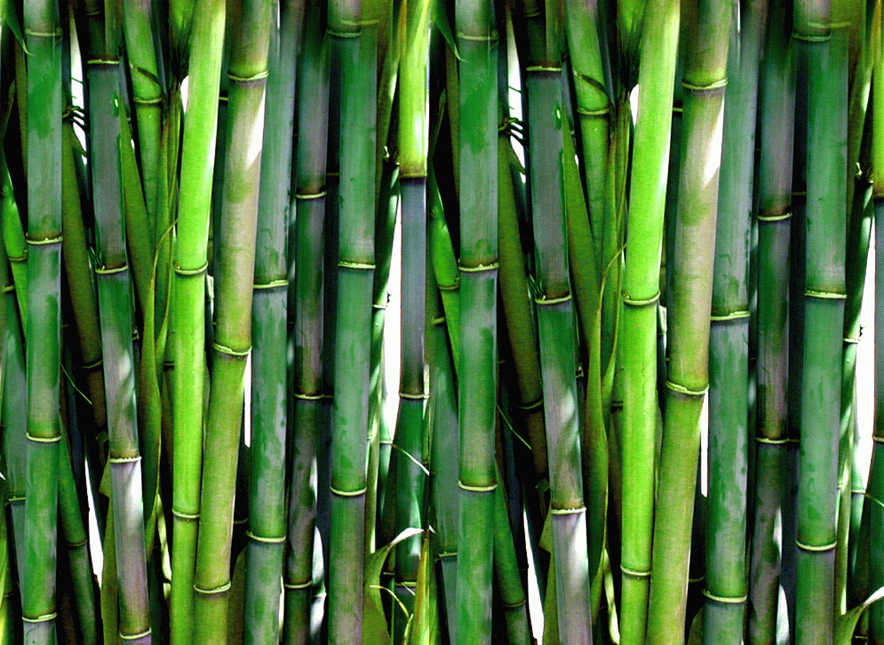 What is bamboo and how it's grown