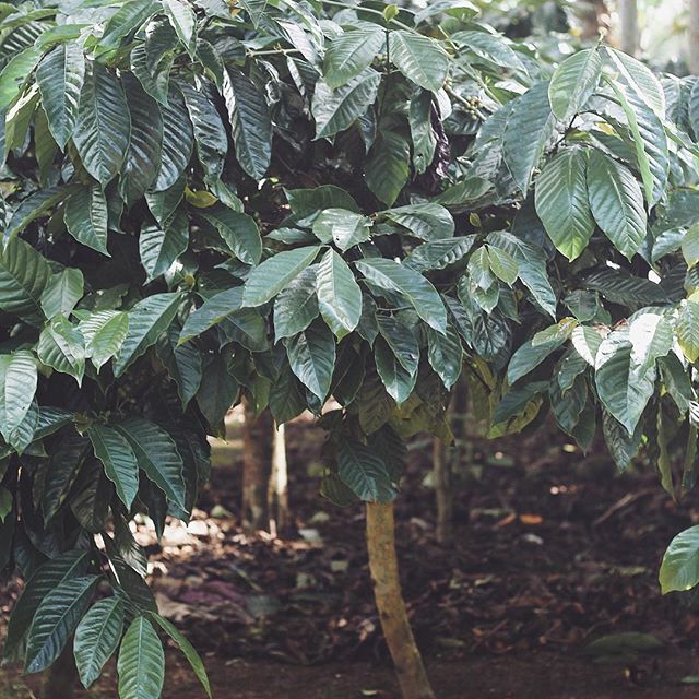 Health Issues and Synthetic Dyes