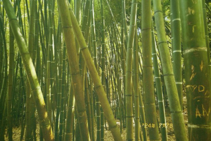 Is Bamboo as Sustainable as It Seems?